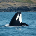 Orca